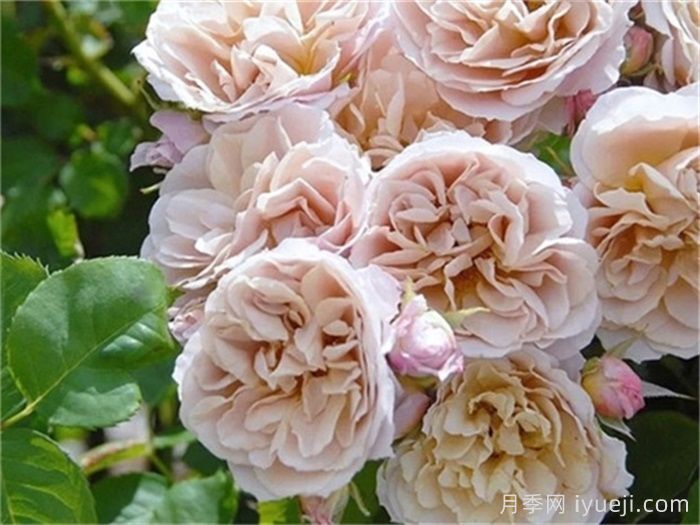 八神庵月季/神庵/伊织Iori(图2)