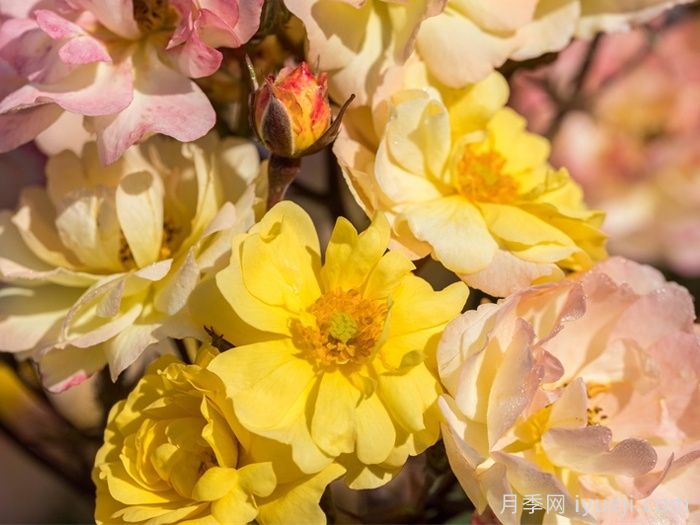 巴黎之梦月季/梦巴黎街景/巴黎街景/彩色鸡尾酒Reve de Paris(图1)