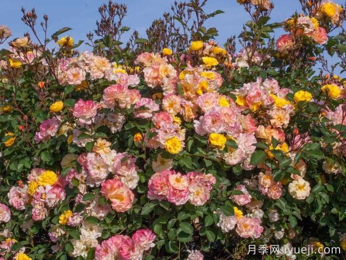 巴黎之梦月季/梦巴黎街景/巴黎街景/彩色鸡尾酒Reve de Paris(图4)