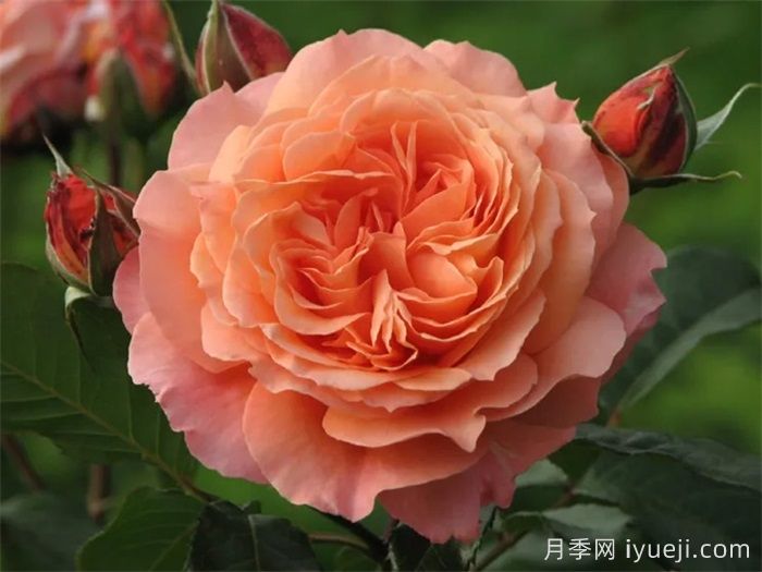 巴维迪尔月季/望景楼/丽城/观景楼Belvedere(图1)