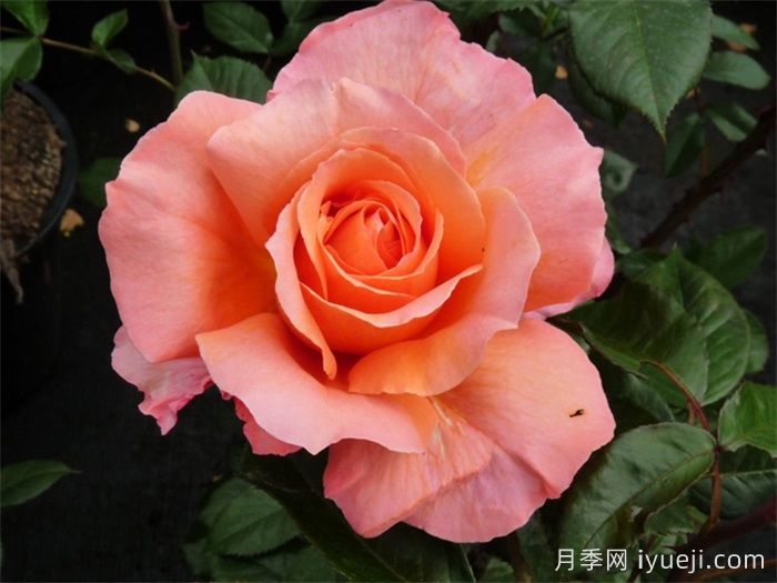 巴维迪尔月季/望景楼/丽城/观景楼Belvedere(图3)