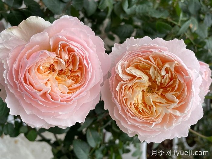 巴黎月光月季Moonlight in Paris(图1)