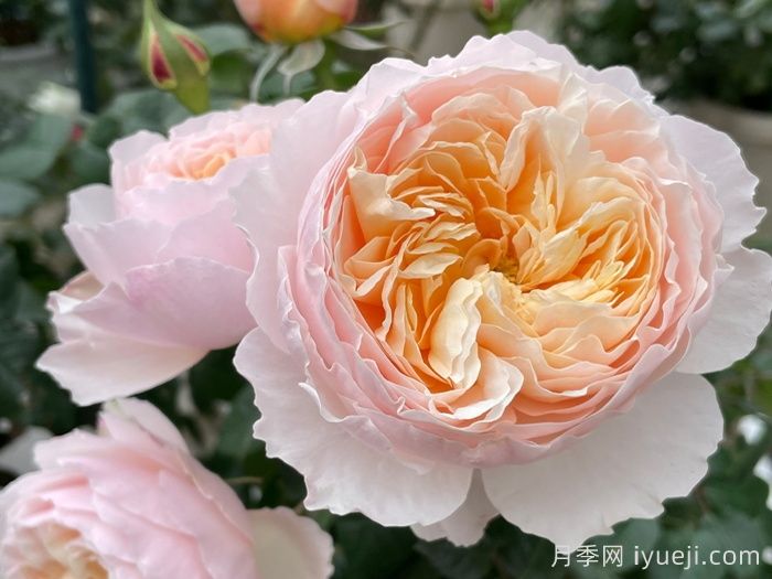 巴黎月光月季Moonlight in Paris(图2)