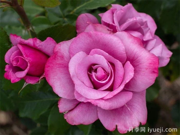 芭芭拉史翠珊月季Barbra Streisand(图1)