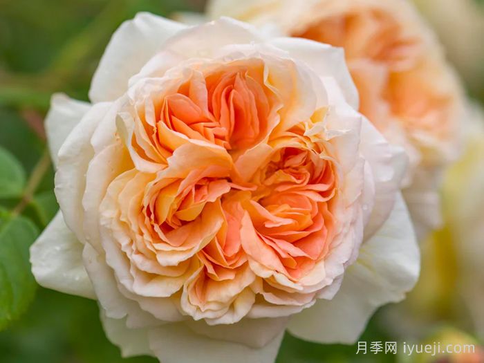 芭思希芭月季/所罗门王月季Bathsheba(图3)