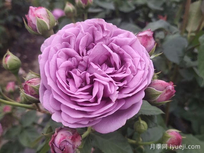 泡泡月季家族有哪些品种？(图1)