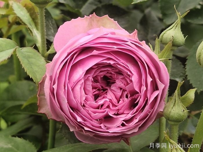 紫雾泡泡月季介绍和优缺点(图1)