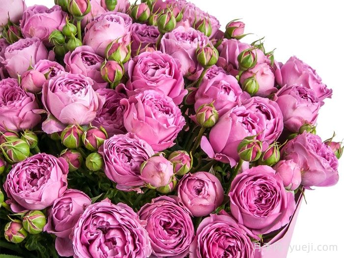 紫雾泡泡月季介绍和优缺点(图2)