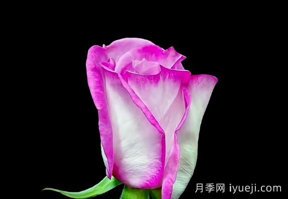 宝华月季通过林草局初审，名称源自网友他二舅的名字(图1)