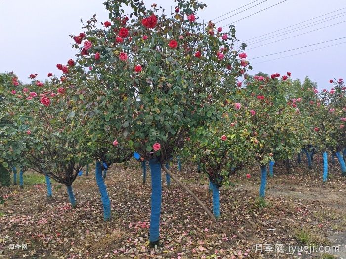 冬季苗木的修剪与养护(图1)