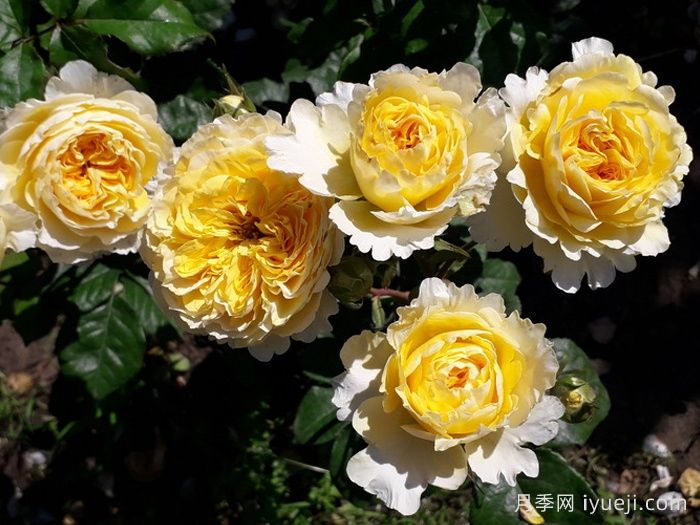 可四季开花的9种月季，颜值与勤花缺一不可(图4)