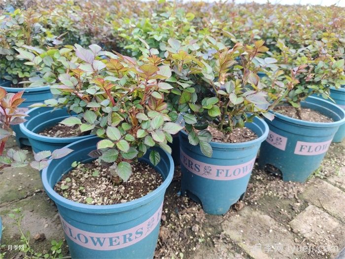 月季裸根苗种植技巧，地栽和盆栽教给你(图3)