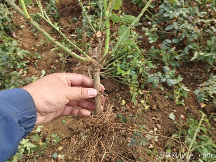 月季裸根苗到手养护，修剪种植步骤很简单(图1)