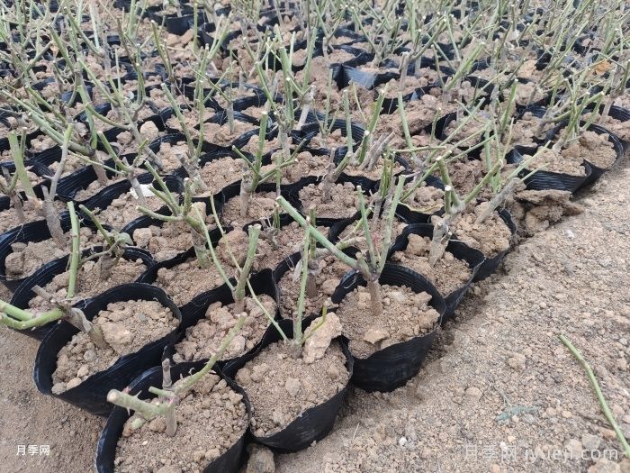 月季裸根苗到手养护，修剪种植步骤很简单(图3)