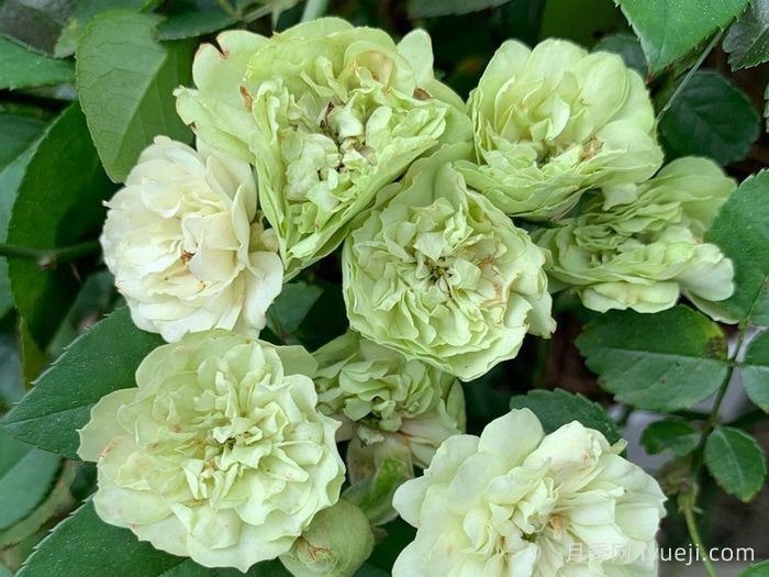 9款绿色系月季品种，清逸绝尘的绿美人(图4)