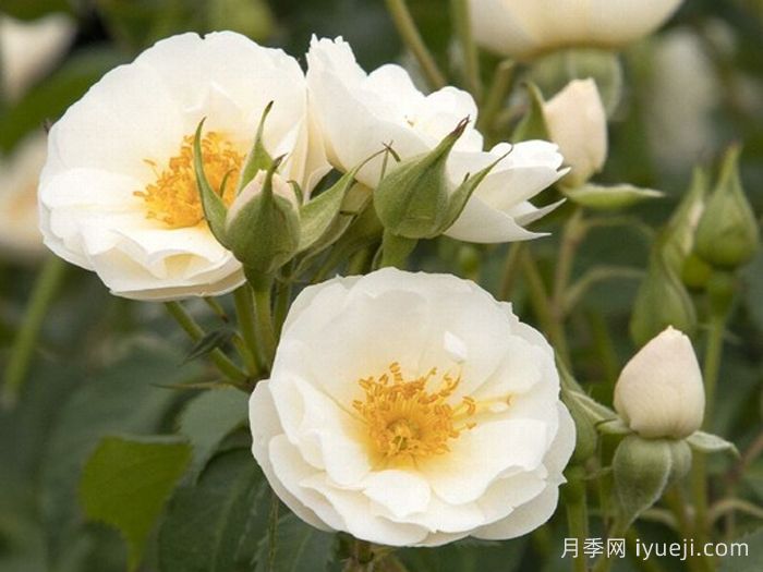 白帆之冬月季Spinnaker Amorina(图2)