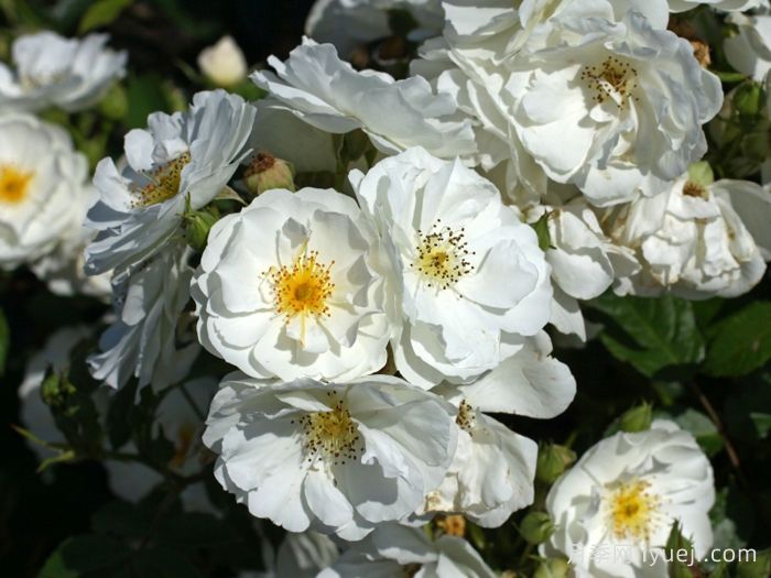 白帆之冬月季Spinnaker Amorina(图1)