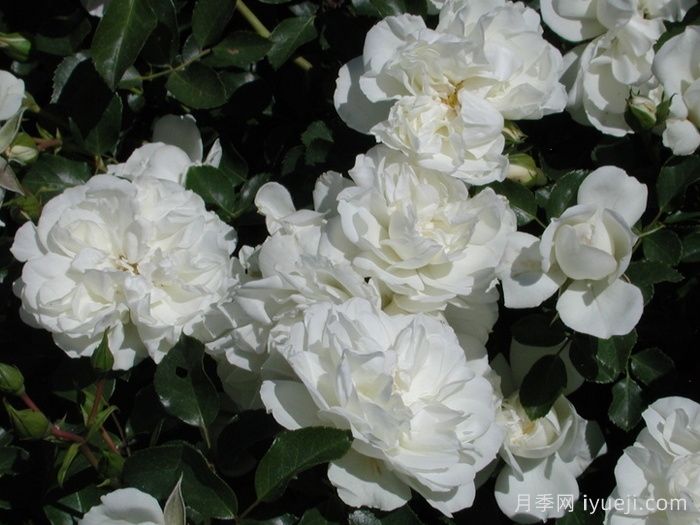 白米农月季/白色玫迪兰/白色梅兰蒂娜White Meidiland(图2)