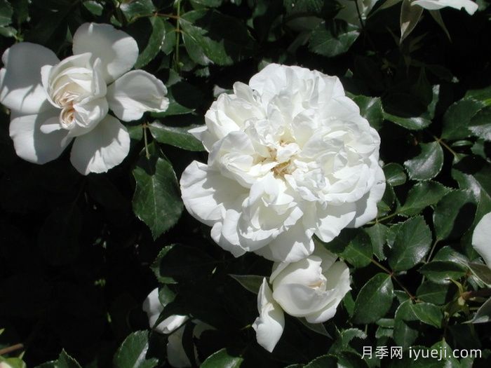 白米农月季/白色玫迪兰/白色梅兰蒂娜White Meidiland(图3)