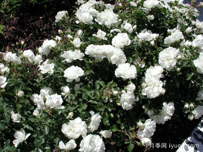 白米农月季/白色玫迪兰/白色梅兰蒂娜White Meidiland(图4)