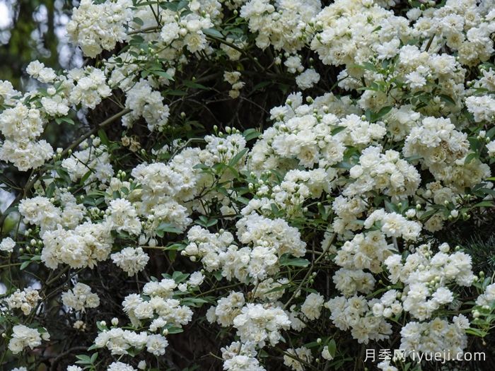 白木香蔷薇(图1)