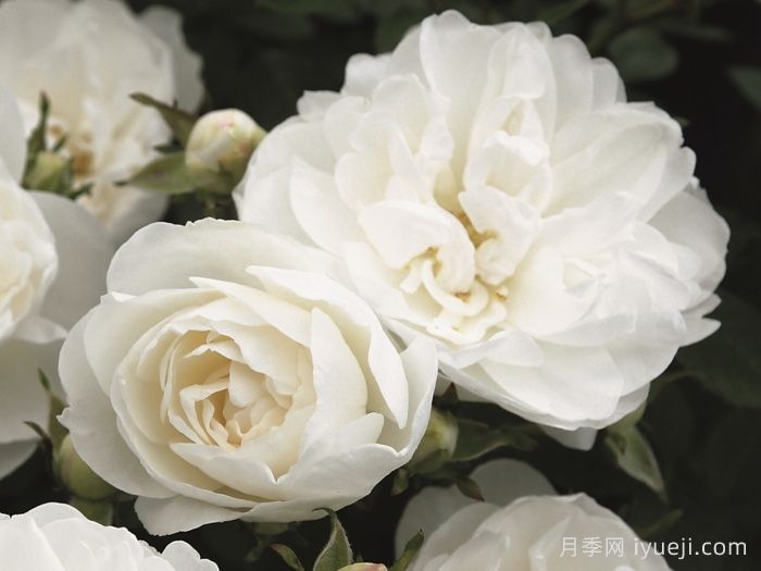 白色宝贝月季/白色樱儿White Babyflor(图1)