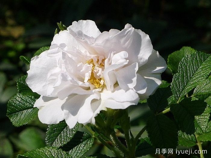 白色跑者月季White Roadrunner(图2)