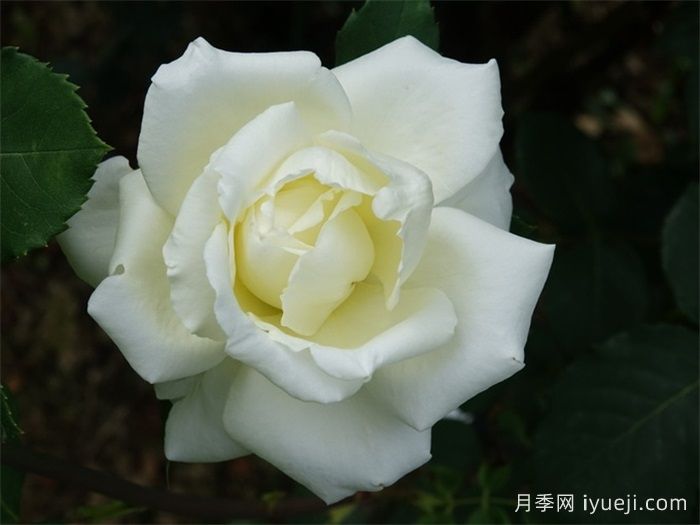 白色圣诞月季/白圣诞月季White Christmas(图2)