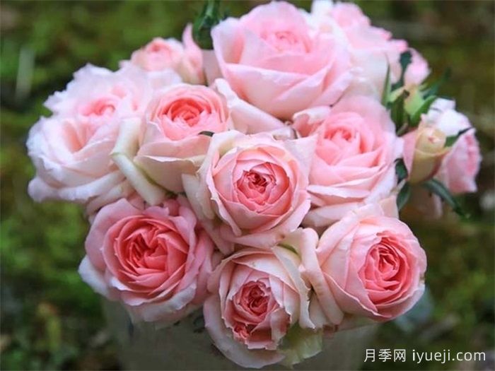 白桃妖精月季White Peach Ovation(图1)