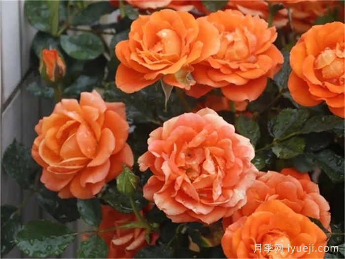 白羊座月季Rose Terrazza Aries(图1)