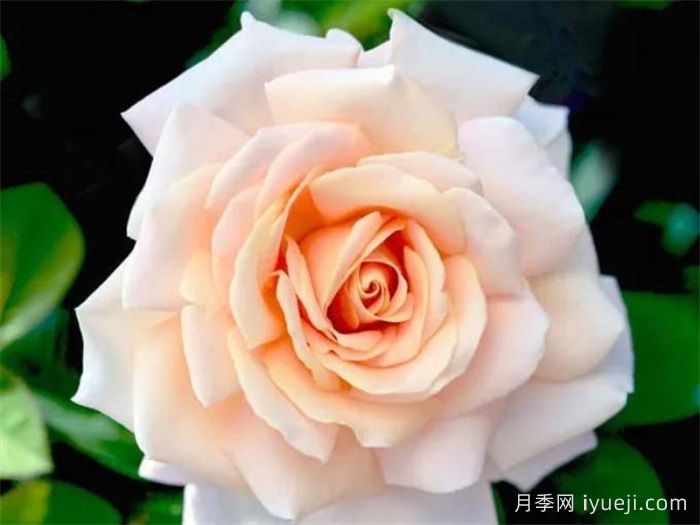 娇兰百乐花园月季/百花乐园Jardins de Bagatelle(图1)