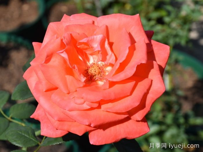 超级明星月季/纯品康纳Super Star(图2)