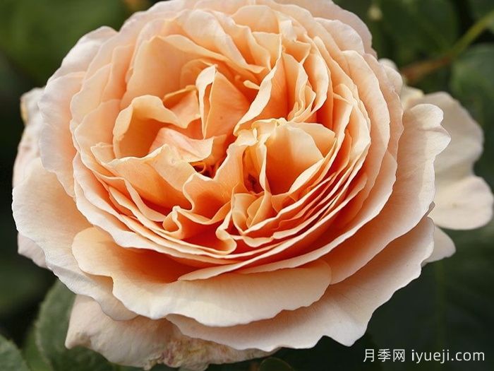 百香果月季/纯品康纳/纯果乐Tropicana(图3)