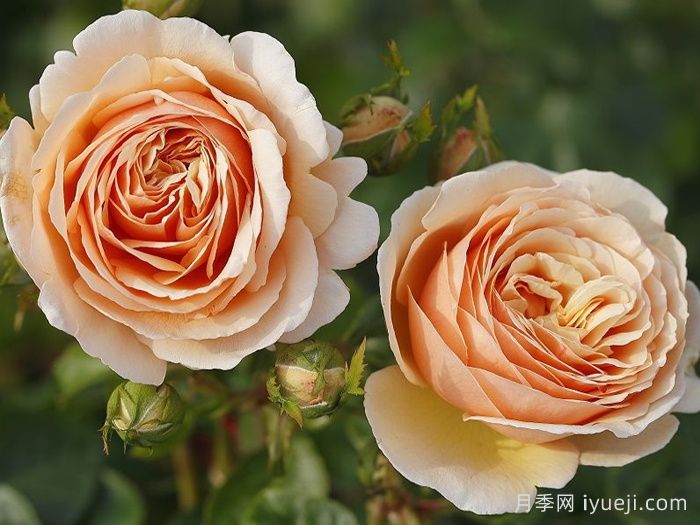 百香果月季/纯品康纳/纯果乐Tropicana(图2)