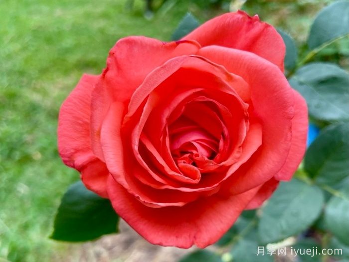 超级明星月季/纯品康纳Super Star(图3)