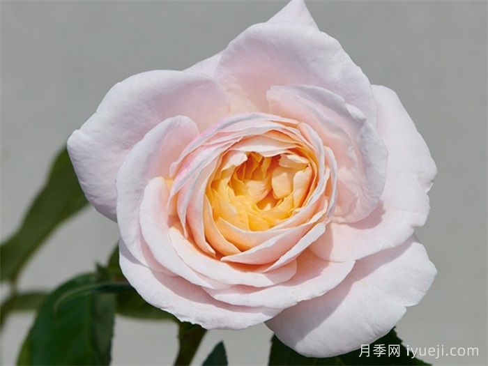 宝莉娜月季/保利纳Paolina Renaissance(图1)