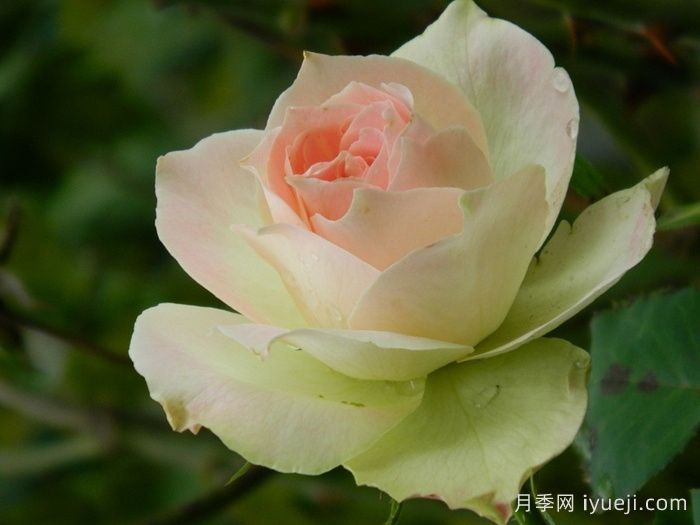 薄荷朱利普月季Mint Julep(图1)