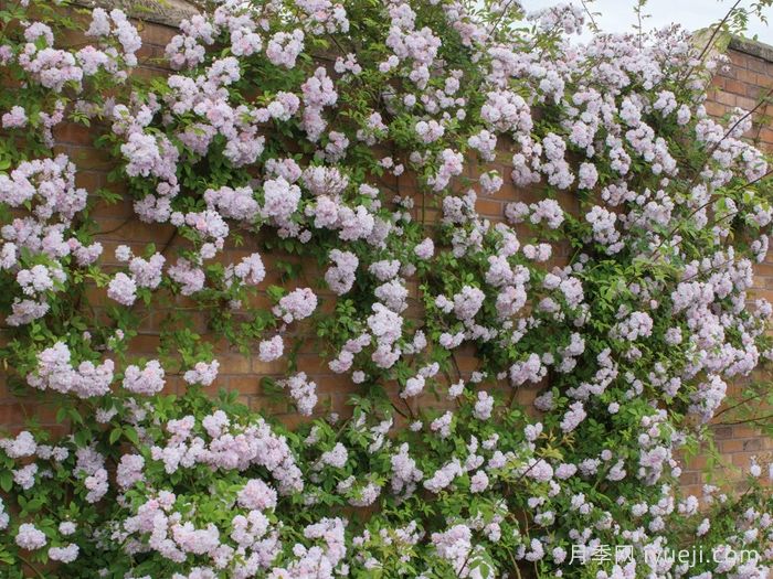 保罗的喜马拉雅麝香月季Pauls Himalayan Musk(图3)