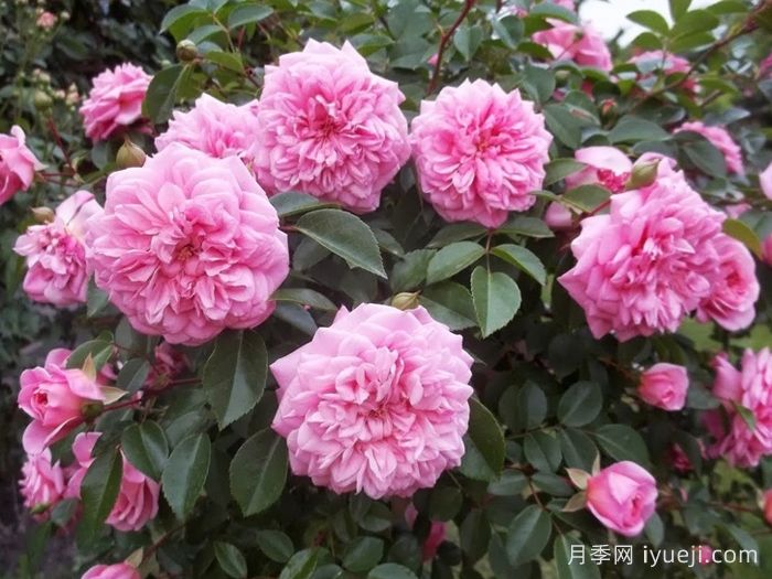 保罗诺埃尔月季/保罗诺尔/保罗圣诞节Paul Noel(图2)