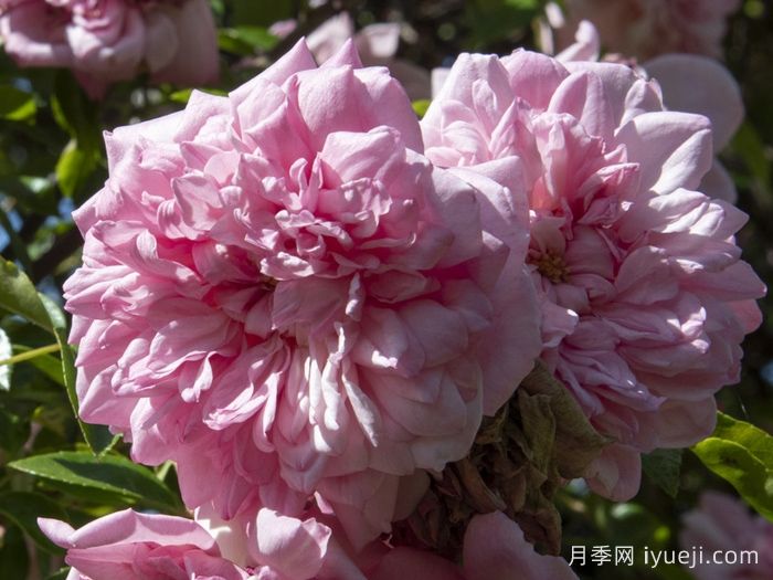 保罗诺埃尔月季/保罗诺尔/保罗圣诞节Paul Noel(图3)