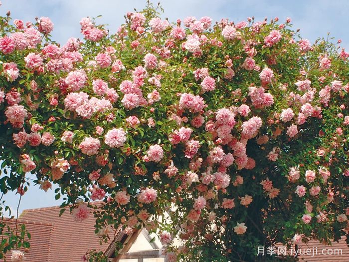 保罗诺埃尔月季/保罗诺尔/保罗圣诞节Paul Noel(图4)