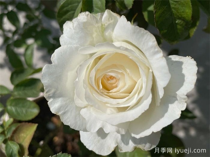 保罗三世月季Pope John Paul Ⅲ(图2)