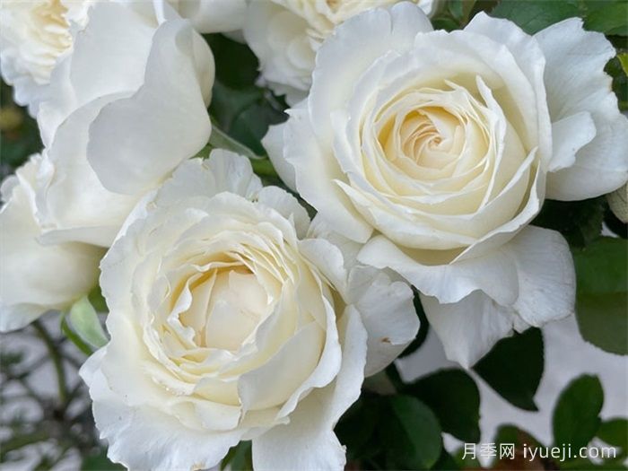 保罗三世月季Pope John Paul Ⅲ(图3)