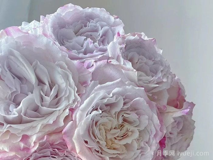 贝拉琳达仙女月季/仙女琳达月季Bella Linda Fairy(图1)