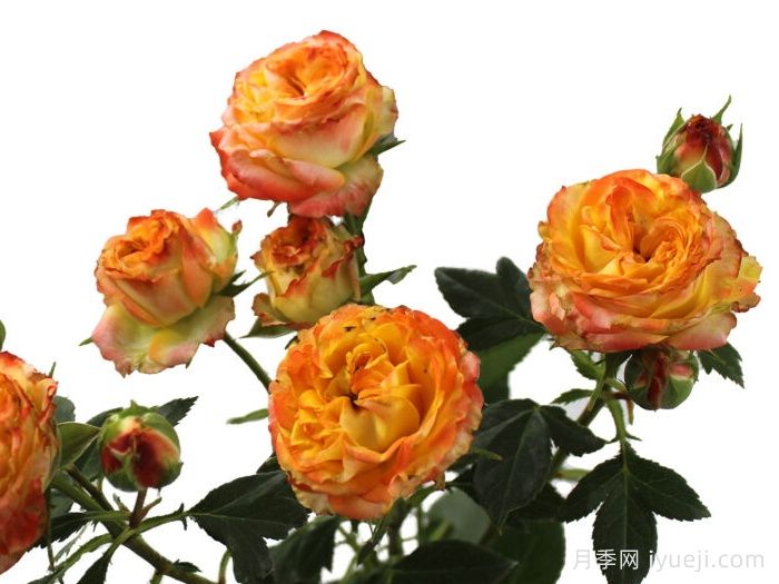 爆炸之花月季Explosion Blossoms(图1)