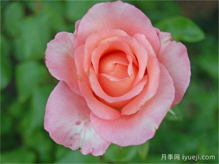 贝拉米月季Belami(图1)