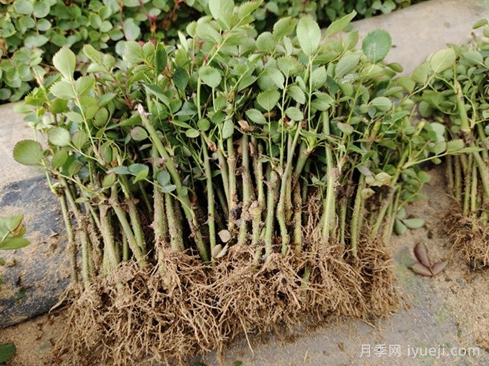 月季闷插法具体怎么操作？成活关键因素(图1)