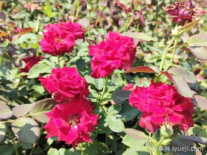 绍兴漓渚镇：一株花木如何成就了国家级田园综合体？(图1)