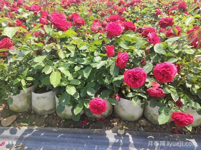 六月开什么花？十二月每月代表什么花？(图2)