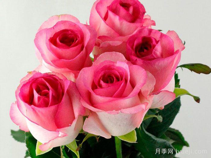 贝拉维塔月季/美好生活月季Bella Vita(图1)